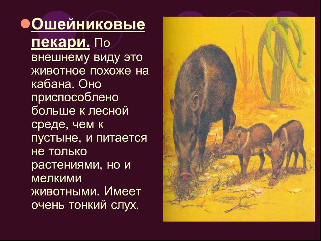 Подобно зверю читать. Пекари характеристика животного. Длинноногий пекари животные. Пекари животные краткое описание.