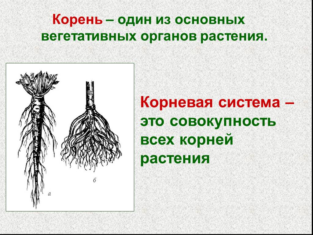 Что значит корневая система. Внешнее строение корня типы корневых систем. Корень вегетативный орган растения. Строение вегетативного корня.