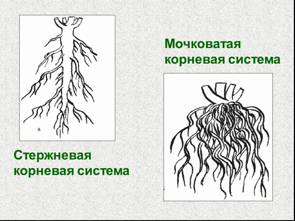 Что значит корневая система. Стержневая мочковая система корны. Мочковатая корневая система подорожник. Строение корня стержневой системы.