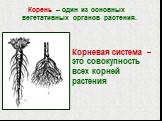 Корень – один из основных вегетативных органов растения. Корневая система – это совокупность всех корней растения