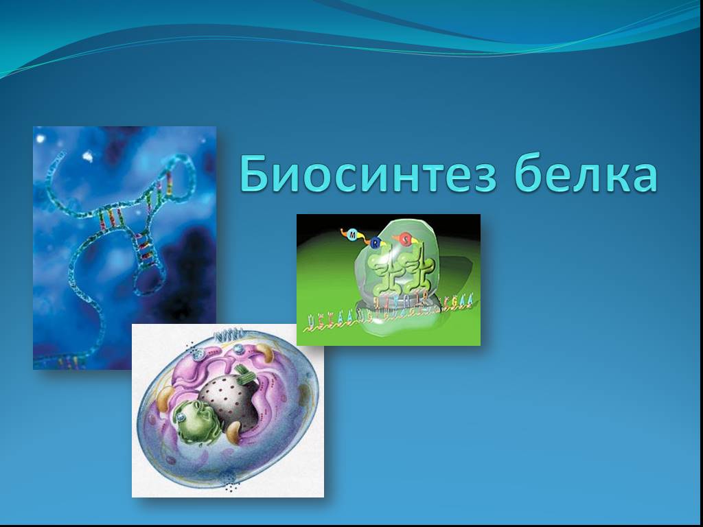 Биосинтез белка биология 10