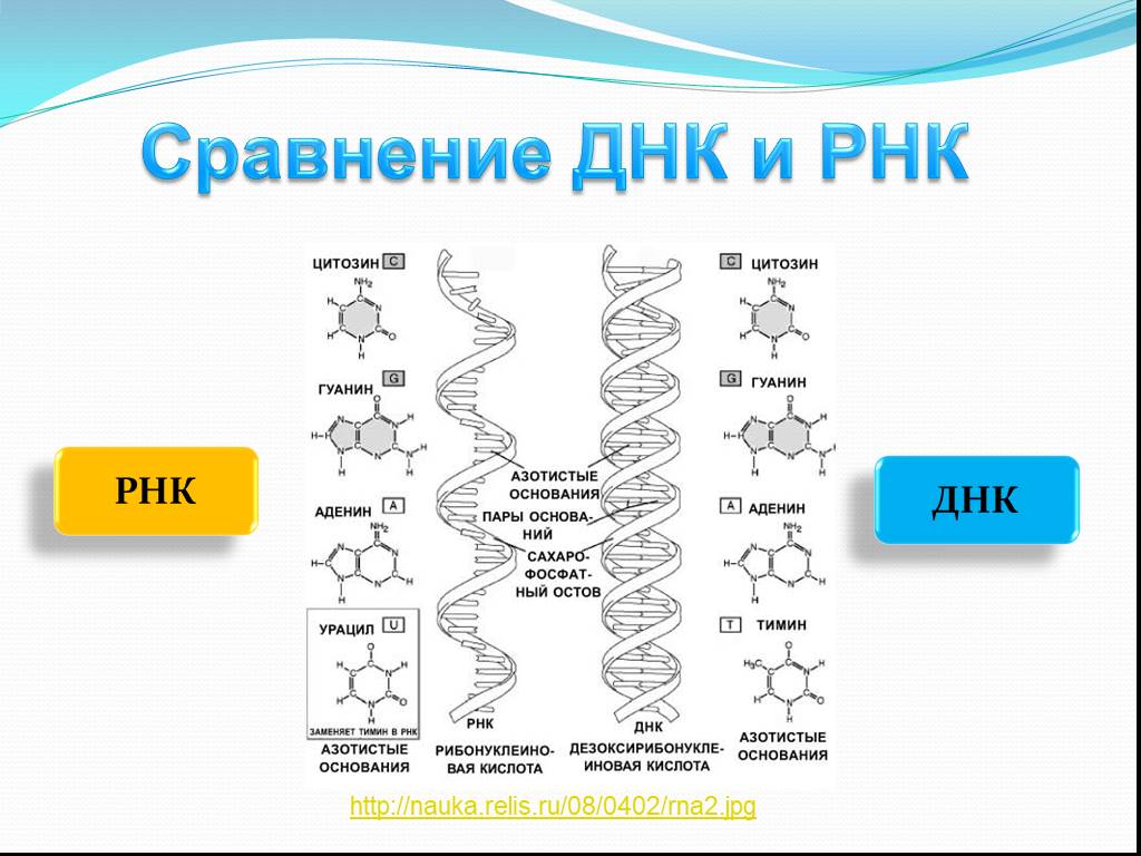 Сходства рнк. Схема структуры ДНК И РНК. Схема строения ДНК И РНК схема. Нарисуйте схему строения ДНК И РНК. Схема отличий ДНК И РНК.