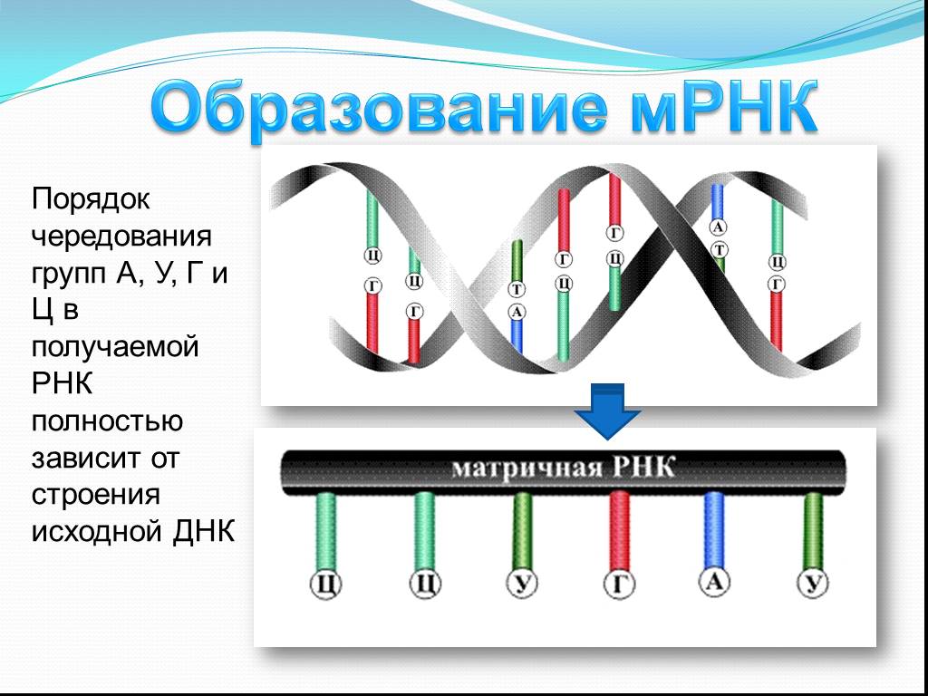 На матрице рнк происходит. Структура матричной РНК. Матричная РНК схема. Строение зрелой матричной РНК. Структуры зрелой матричной РНК.