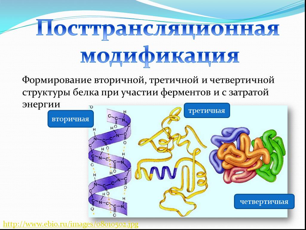 Ферменты клетки синтезируются в. Белки первичная вторичная третичная четвертичная структуры. Формирование вторичной третичной и четвертичной структуры белка. Структура белков первичная вторичная третичная четвертичная. Первичная вторичная четвертичная структура белка.