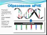 Образование мРНК. Порядок чередования групп А, У, Г и Ц в получаемой РНК полностью зависит от строения исходной ДНК