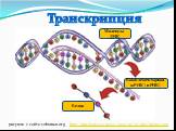 Транскрипция Молекула ДНК. Комплементарная мРНК (иРНК). Белок. рисунок с сайта vohuman.org. http://img.lenta.ru/news/2005/10/20/dna/picture.jpg
