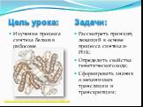 Изучение процесса синтеза белков в рибосоме. Рассмотреть принцип, лежащий в основе процесса синтеза и-РНК; Определить свойства генетического кода; Сформировать знания о механизмах трансляции и транскрипции; Цель урока: Задачи: http://chem.kcn.ru/science/Katz1/mediator34/hemoglobin.jpg