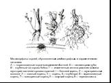 Метаморфозы корней, обусловленные симбиотрофным и паразитическим питанием А — коралловидные корни макрозамии обычной; Б — эктомнкориза дуба; В - клубеньки на корнях бобов; Г — извлеченные из тела растения хозяина гаустории кастилеи кроваво-красной; I — боковой корень; 2 — гаусториальные волоски; 3 —