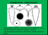 Морфология корнеплодов. Корнеплоды моркови (1, 2), репы (3, 4) и свеклы (5 – 7). На поперечных срезах ксилема показана черным; горизонтальным пунктиром обозначена граница стебля и корня