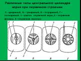 Различные типы центрального цилиндра корня при первичном строении. А – диархный; Б – триархный; В – тетрархный; Г – полиархный. 1 – участок первичной коры; 2 – первичная флоэма; 3 – первичная ксилема