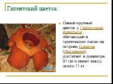Гигантский цветок. Самый крупный цветок у Раффлезии Арнольда , обитающей в тропических лесах на острове Суматра (Индонезия), достигает в диаметре 91 см и имеет массу около 11 кг.