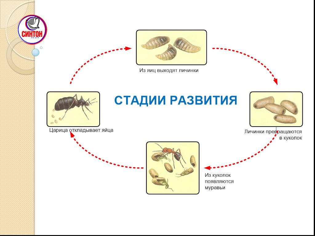 Какой тип развития характерен для муравья. Этапы развития муравья. Цикл развития муравья схема. Стадия развития муравья яйцо личинка. Жизненный цикл муравья для детей.