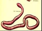 Дождевые черви, находясь в подземных норках, получают достаточное количество кислорода ,путём его диффузии через влажную кожу.