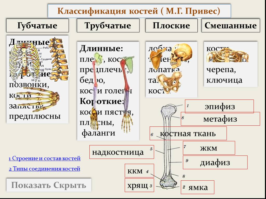 Плоские кости скелета человека. Кости трубчатые губчатые плоские смешанные. Трубчатые губчатые плоские кости таблица. Трубчатые кости 2 губчатые кости 3 плоские кости 4 смешанные кости. Классификация костей скелета человека анатомия.