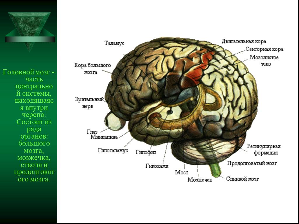 Центральная структура головного мозга. Мозг анатомия ЦНС. ЦНС головной мозг. Центральная часть мозга. Структура ЦНС.