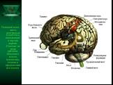 Головной мозг - часть центральной системы, находящаяся внутри черепа. Состоит из ряда органов: большого мозга, мозжечка, ствола и продолговатого мозга.