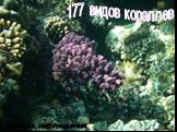 177 видов кораллов