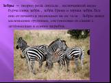 Зебры — подрод рода лошади , включающий виды бурчеллова зебра , зебра Греви и горная зебра.Все они отличаются полосками на их теле . Зебры живут маленькими группами, состоящими из самок с детёнышами и одного жеребца.