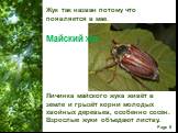 Жук так назван потому что появляется в мае. Майский жук. Личинка майского жука живёт в земле и грызёт корни молодых хвойных деревьев, особенно сосен. Взрослые жуки объедают листву.