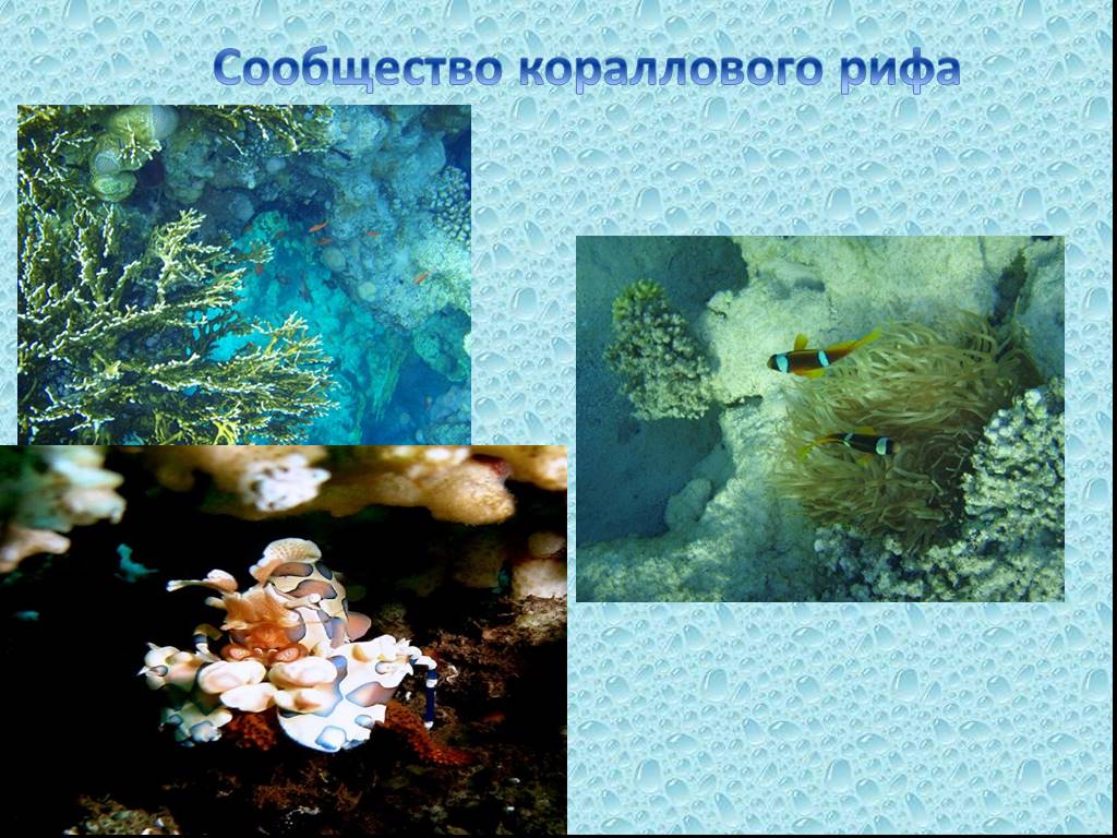 Презентация жизнь в океане 6 класс. Коралловое сообщество обитатели. Сообщество кораллового рифа. Сообщество кораллового рифа обитатели. Сообщество толщи воды обитатели.