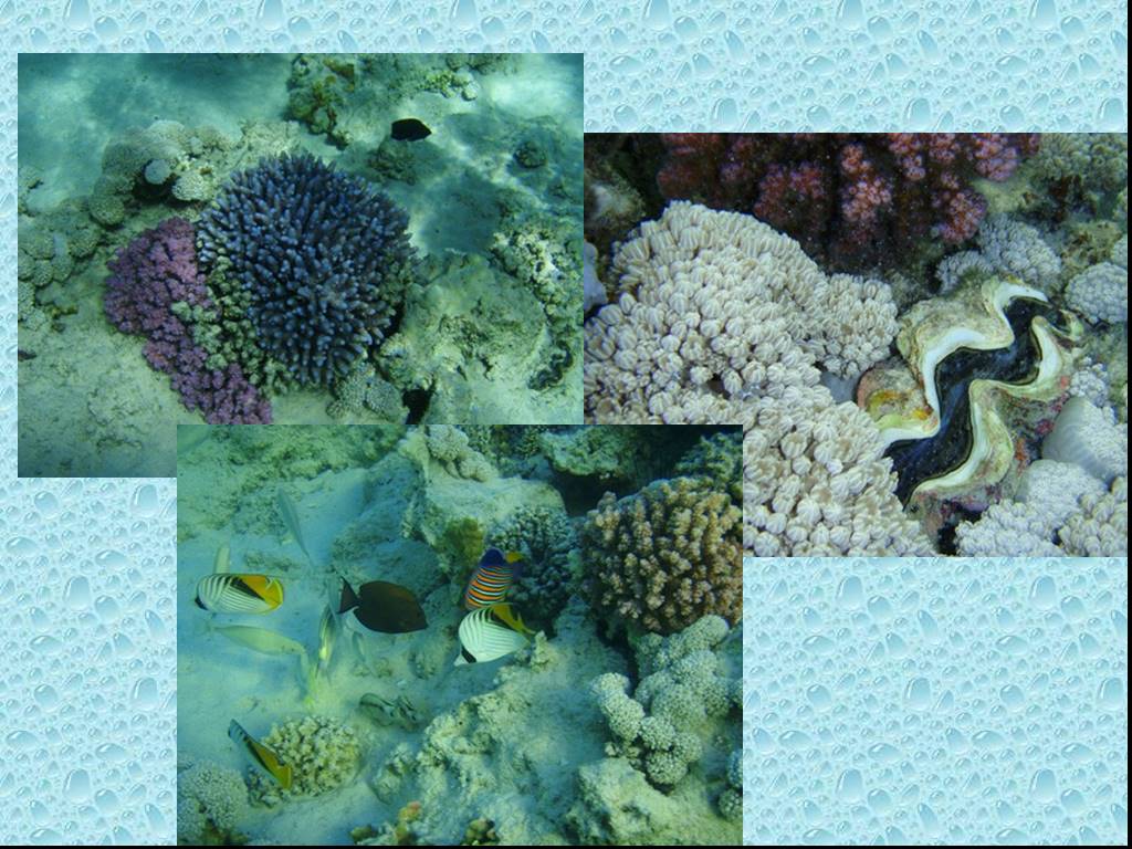 Презентация жизнь в океане 6 класс. Жизнь организмов в морях и океанах 5 класс биология. Кувшины в море живые организмы. Названия и фото микроорганизмов в морях и океанах презентация.