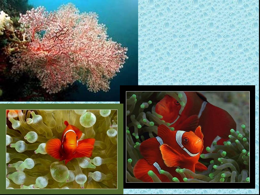 Презентация жизнь в океане 6 класс. Жизнь организмов в морях и океанах 5 класс биология.