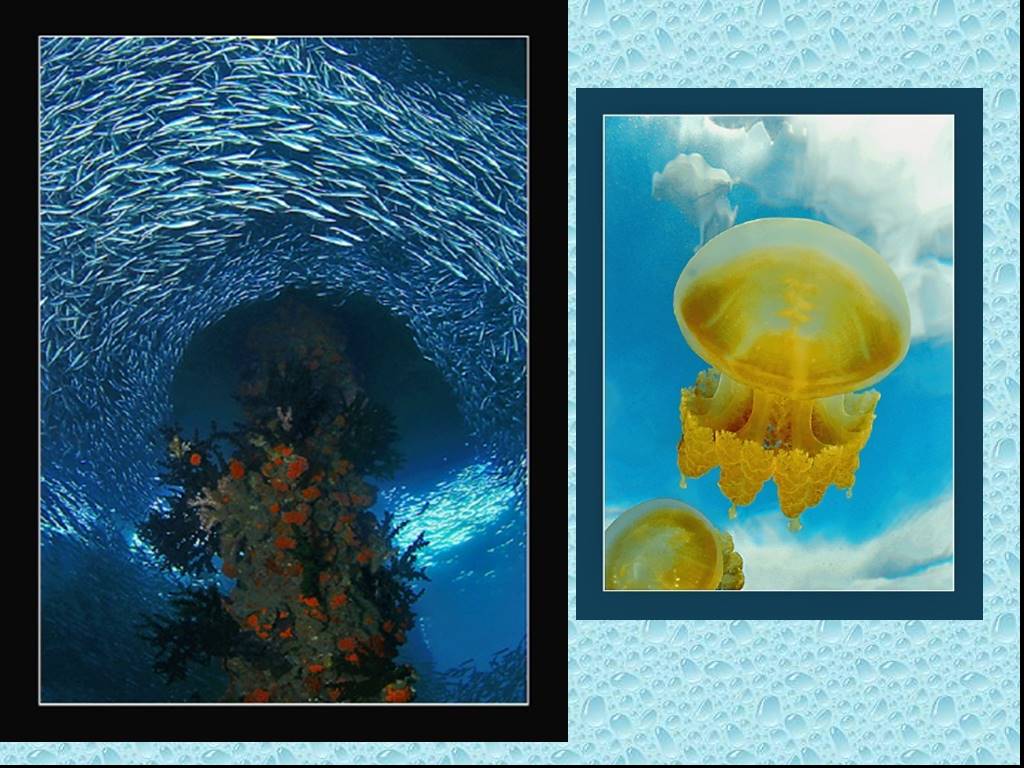 Презентация жизнь в океане 6 класс. Живые организмы в виде вазы в море. Живой организм в море напоминающий вазу. Поделка жизнь в морях и океанах 6 класс. Кувшины в море живые организмы.