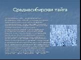 Среднесибирская тайга. Среднесибирская тайга – это преимущественно светлохвойная тайга, состоящая в основном из наурской лиственницы и сосны с незначительной примесью тёмнохвойных пород – кедра, ели и пихты. Основными причинами скудности видового состава восточной тайги являются многолетняя мерзлота