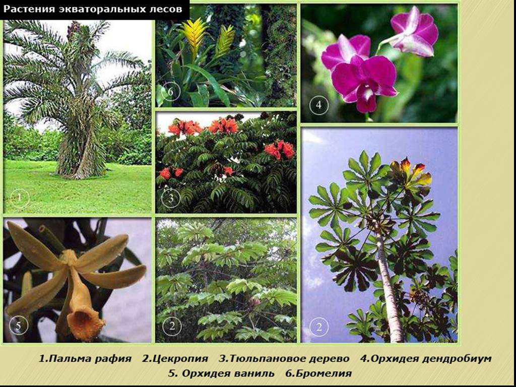 5 растений африки. Влажные экваториальные леса Евразии растения. Влажные тропические леса растения. Растения в влажных тропических лесах. Тропические растения и животные.