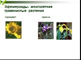 Эфемероиды- многолетние травянистые растения. горицвет ирисы