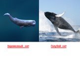 Карликовый кит Голубой кит