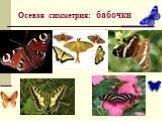 Осевая симметрия: бабочки