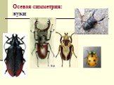 Осевая симметрия: жуки