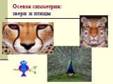 Осевая симметрия: звери и птицы
