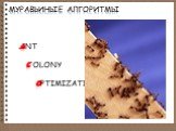 Муравьиные алгоритмы Ant C olony optimization