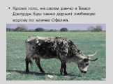 Кроме того, на своем ранчо в Техасе Джордж Буш также держит любимую корову по кличке Офелия.