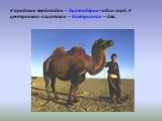 У арабских верблюдов – дромадеров – один горб. У центрально-азиатских – бактрианов – два.