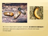 На полях чаще всего вредит личинка посевного щелкуна – довольно крупного, коричневатого, с более светлыми ногами жука.