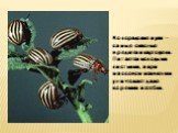Колорадские жуки – самые опасные вредители картофеля. Питается молодыми листьями, а при массовом появлении уничтожает даже корешки и стебли.