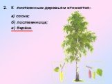 2. К лиственным деревьям относятся: а) сосна; б) лиственница; в) берёза.