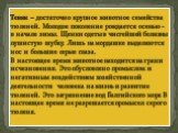 Тевяк – достаточно крупное животное семейства тюленей. Молодое поколение рождается осенью - в начале зимы. Щенки одеты в чистейшей белизны пушистую шубку. Лишь на мордашке выделяются нос и большие серые глаза. В настоящее время животное находится на грани исчезновения. Это обусловлено промыслом и не