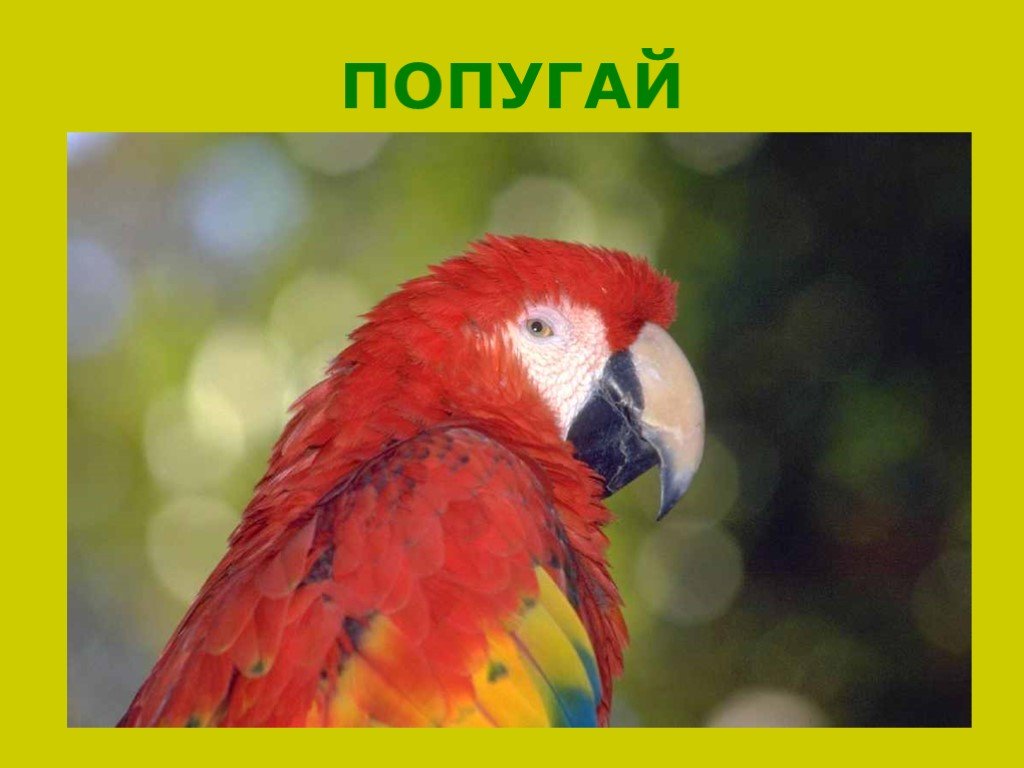 Слово попугай на английском. Попугай на английском. Слова на английском попугай. Parrot карточка. Карточки с животными Parrot.