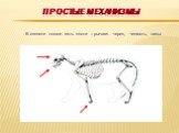 Простые механизмы. В скелете кошки есть кости – рычаги: череп, челюсть, лапы