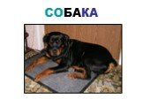 СОБАКА