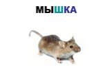 МЫШКА