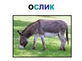 ОСЛИК