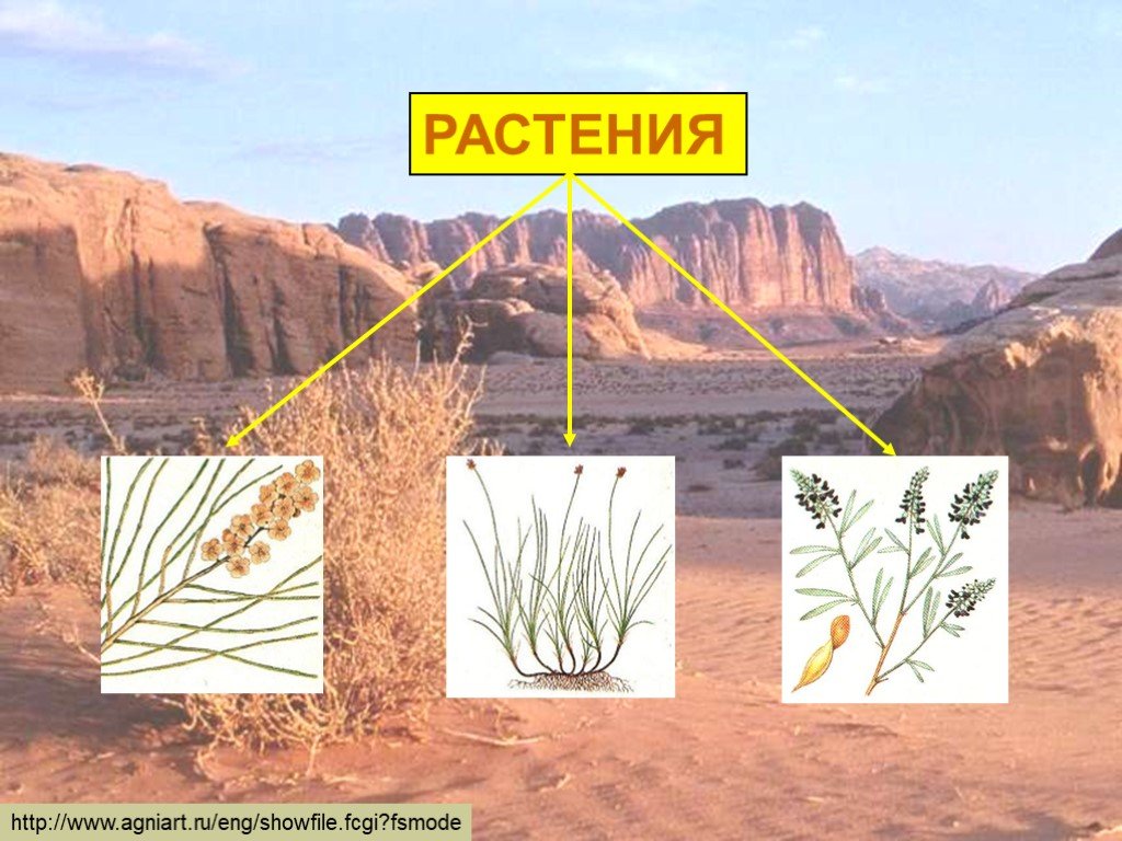 Пустыни и полупустыни рисунок