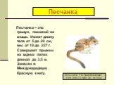 Песчанка – это грызун, похожий на мышь. Имеет длину тела от 5 до 20 см, вес от 10 до 227 г. Совершает прыжки на задних лапах длиной до 3,5 м. Занесен в Международную Красную книгу. Песчанка