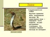 Среднеазиатская кобра. Крупная ядовитая змея, охраняемая законом. Её характерная поза – передняя часть поднята, на шее расправлен «капюшон». На человека первой никогда не нападает. Змеи http:images.//yandex.ru