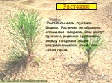 Растения. Растительность пустыни бедная. Растения не образуют сплошного покрова. Они растут пучками, редкими кустиками, между которыми видна растрескавшаяся глина или сухой песок.